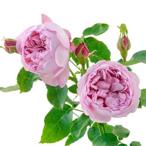 Троянда Charles Rennie Mackintosh фото