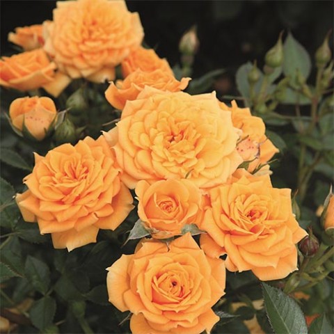 Троянда бордюрна Clementine фото