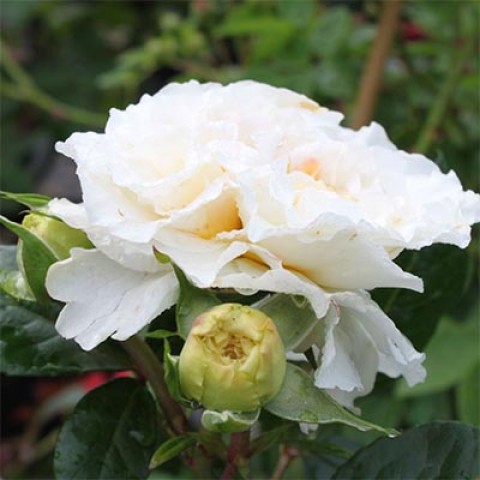 Троянда Comtessa фото