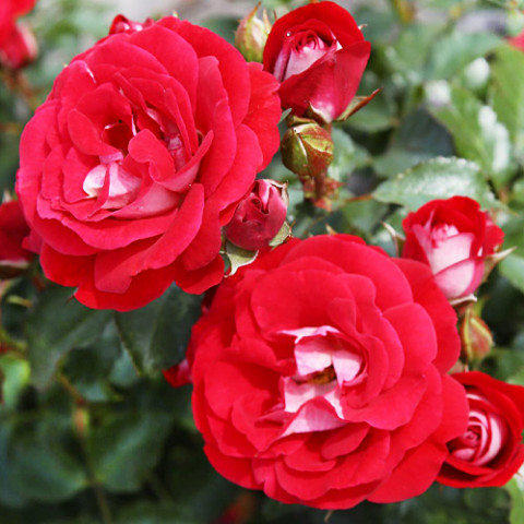 Троянда Corazon фото