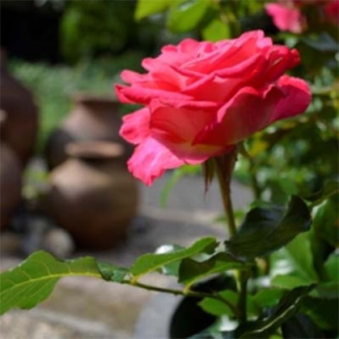 Троянда Corfu фото