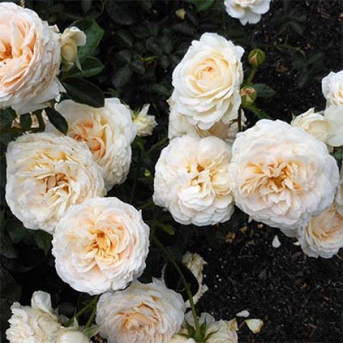 Троянда Cream Abundance фото