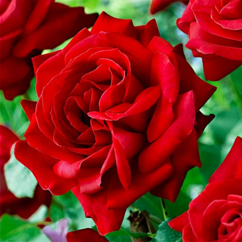 Троянда Dame de Coeur фото