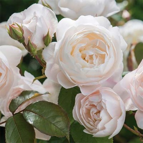 Троянда Desdemona фото