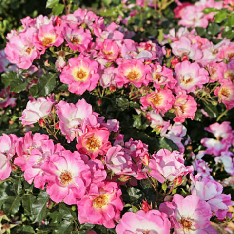Троянда Dolomiti фото