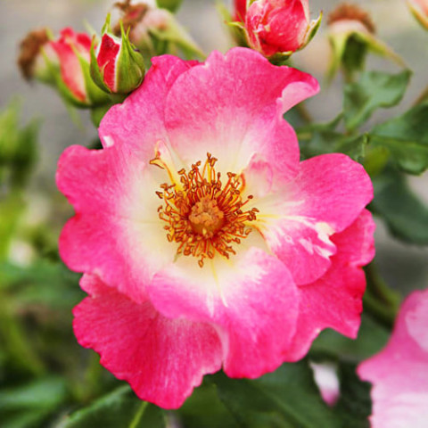 Троянда Dolomiti фото