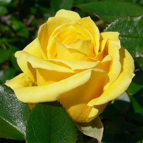 Троянда Dorola фото