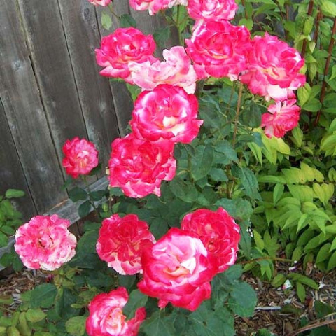 Троянда Double Delight фото