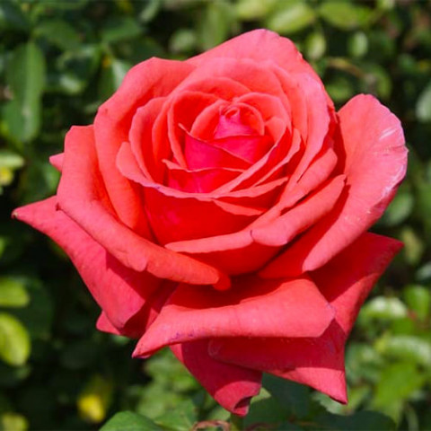 Троянда Duftwolke фото