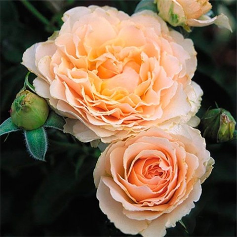 Троянда Excalibur фото