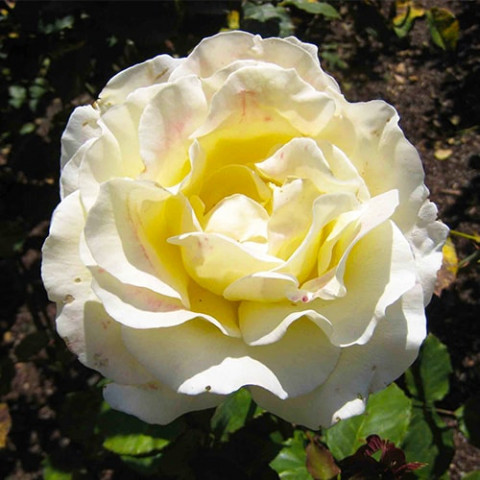 Троянда Elina фото