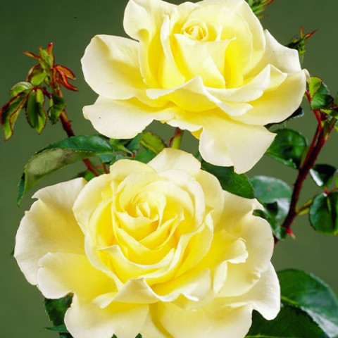 Троянда Elina фото