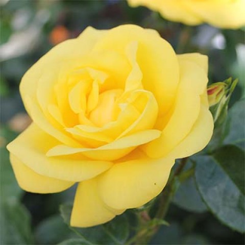 Троянда Emile Nolde фото