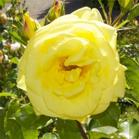Троянда Emile Nolde фото