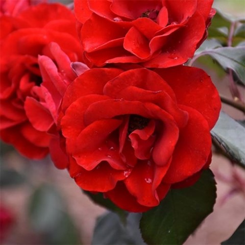 Троянда Europeana фото