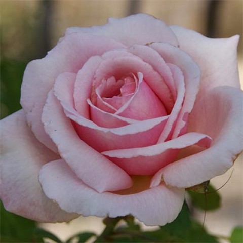Троянда Frederic Mistral фото