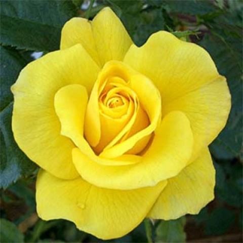 Троянда Friesia фото