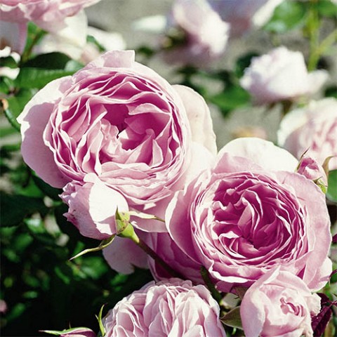 Троянда Gartenträume фото