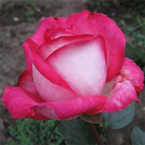 Троянда Rose Gaujard фото