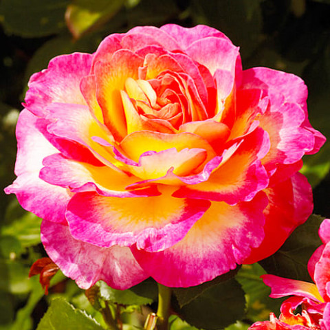 Троянда Gorgeous фото
