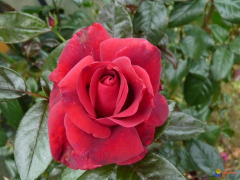 Троянда Clb. Grand Chateau фото