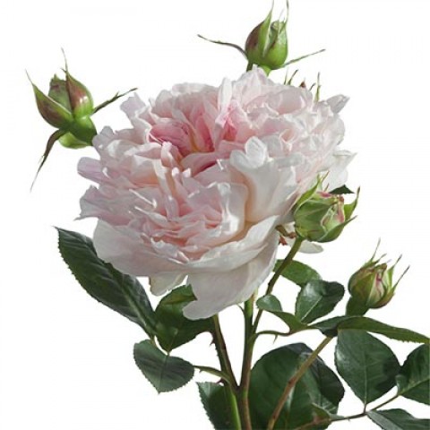 Троянда Guernsey фото