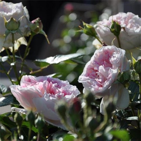 Троянда Guernsey фото