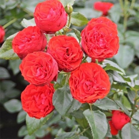 Троянда Hot Rokoko фото