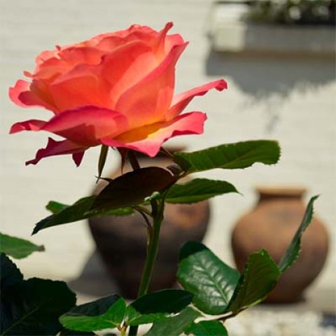 Троянда Ibiza фото