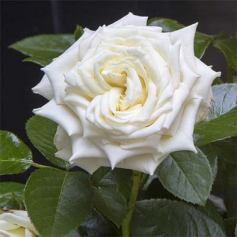 Троянда Isle of White фото
