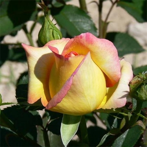 Троянда Jean Piat фото