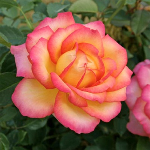 Троянда Jean Piat фото