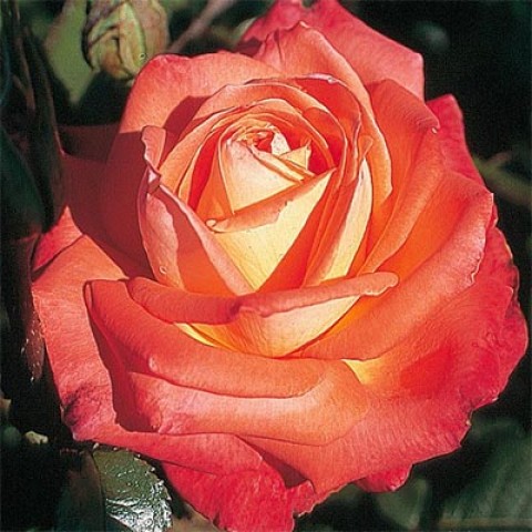 Троянда Köningin der Rosen фото