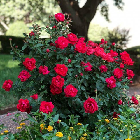 Троянда бордюрна Краплинка фото
