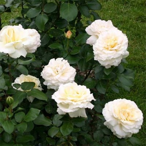 Троянда La Perla фото