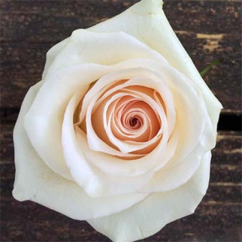 Троянда La Perla фото