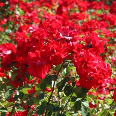 Троянда La Sevillana фото