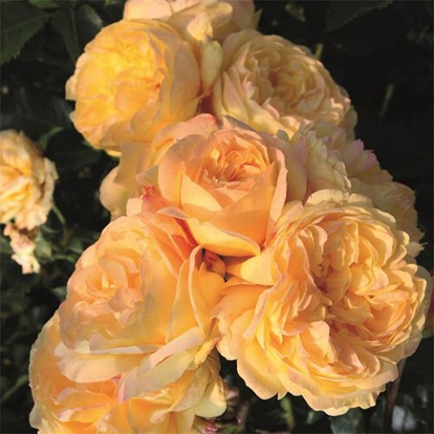Троянда Lampion фото
