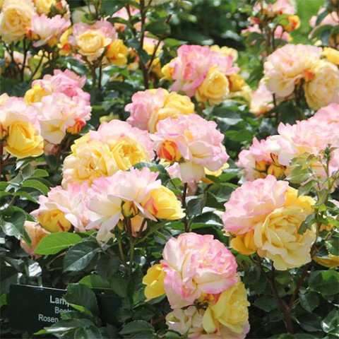 Троянда Lampion фото