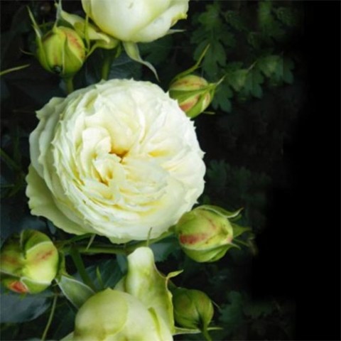 Троянда Lemon Rokoko фото