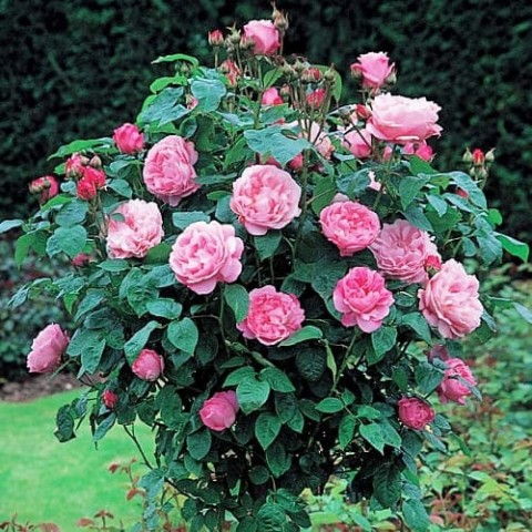 Троянда Mary Rose фото