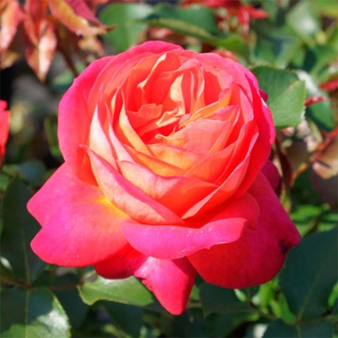 Троянда Midsummer фото