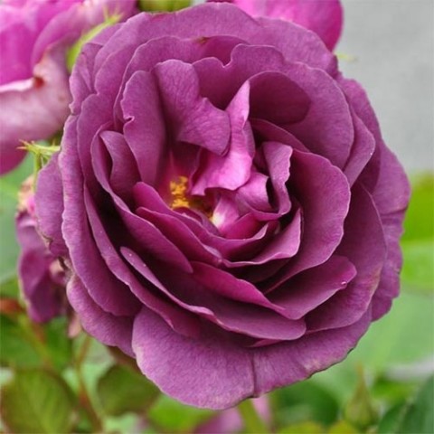 Троянда Minerva фото