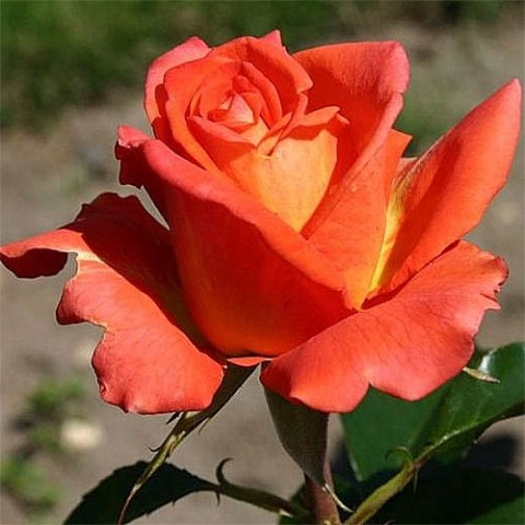 Троянда Monika фото