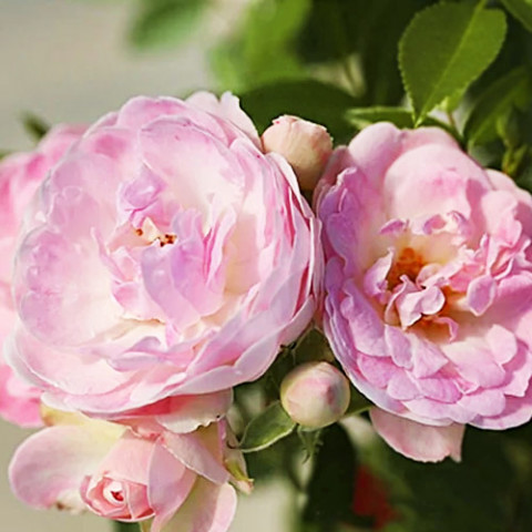 Троянда Morsdag Pink фото