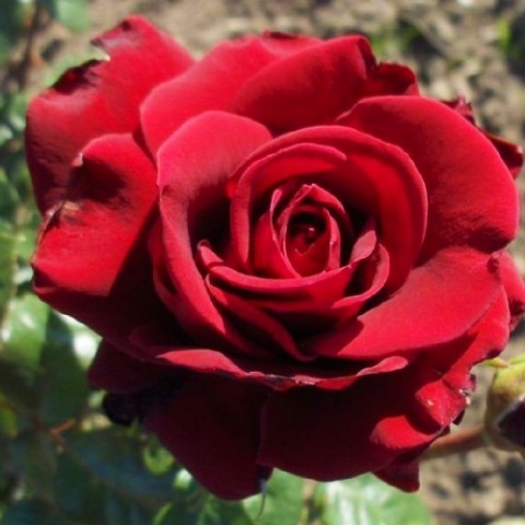 Троянда Naheglut фото