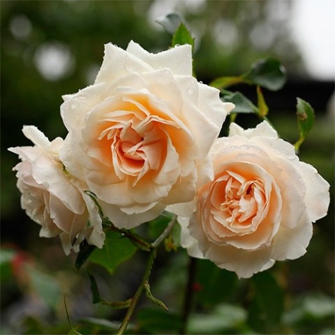 Троянда плетиста Penny Lane фото