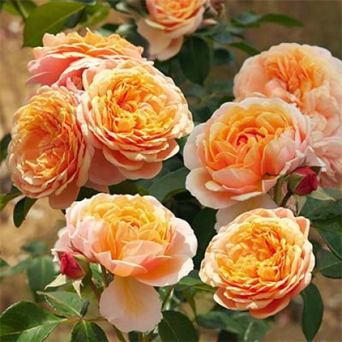Троянда Parfum D'Orleans фото