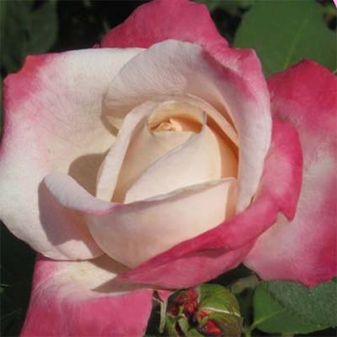Троянда Parfum Tropical фото