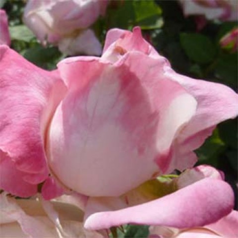 Троянда Parfum Tropical фото